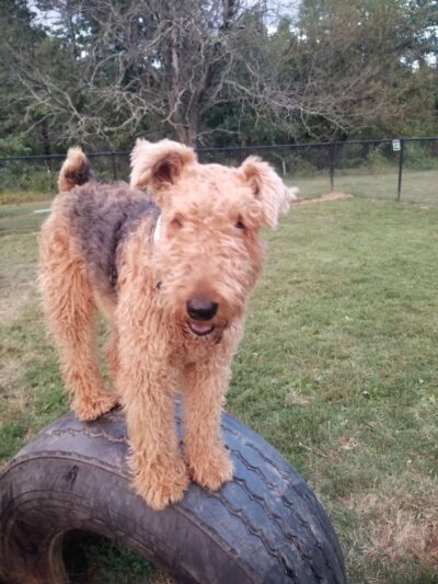 Westgrove Dog Park - Alexandria, VA