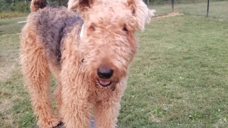 Westgrove Dog Park - Alexandria, VA