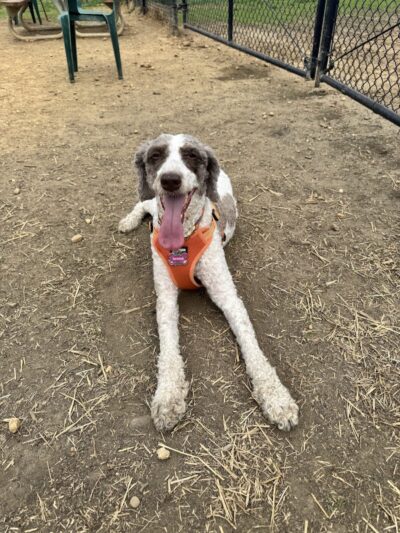 Westgrove Dog Park - Alexandria, VA
