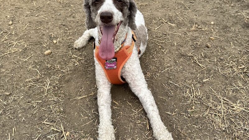 Westgrove Dog Park - Alexandria, VA