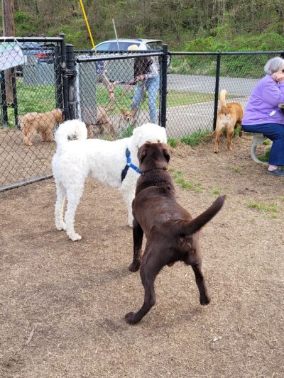 Westgrove Dog Park - Alexandria, VA