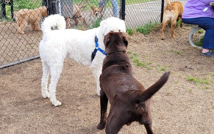 Westgrove Dog Park - Alexandria, VA
