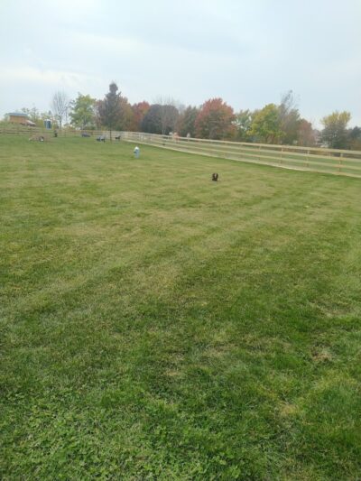 Alliance Dog Park - Alliance, OH
