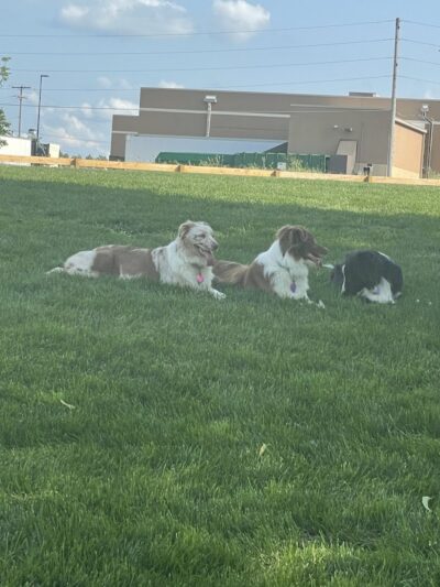 Alliance Dog Park - Alliance, OH