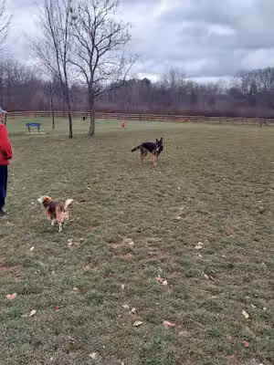 Alliance Dog Park - Alliance, OH