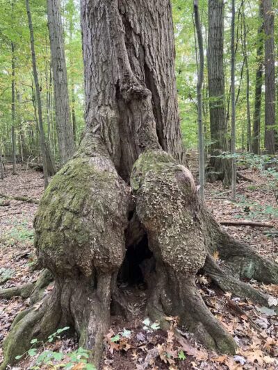 Lake Park Wildlife Area - Alliance, OH