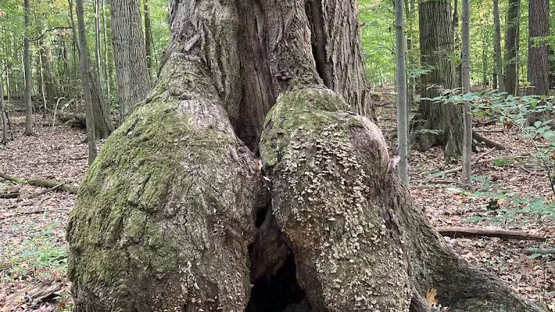 Lake Park Wildlife Area - Alliance, OH