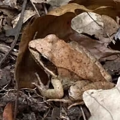 Lake Park Wildlife Area - Alliance, OH