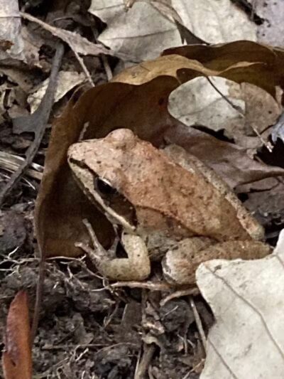 Lake Park Wildlife Area - Alliance, OH