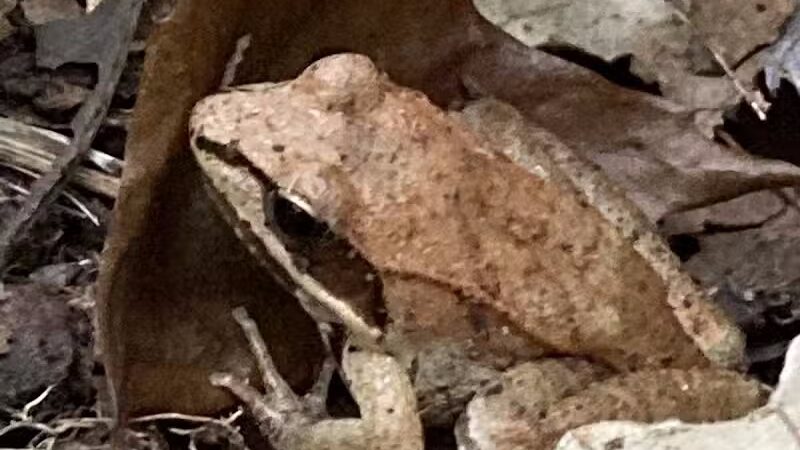 Lake Park Wildlife Area - Alliance, OH