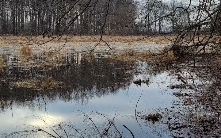 Lake Park Wildlife Area - Alliance, OH