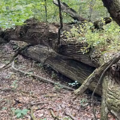 Lake Park Wildlife Area - Alliance, OH