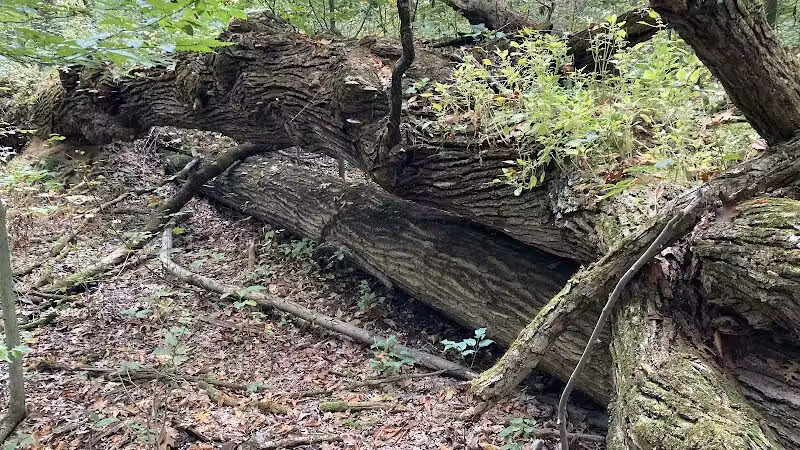 Lake Park Wildlife Area - Alliance, OH