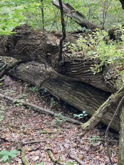 Lake Park Wildlife Area - Alliance, OH