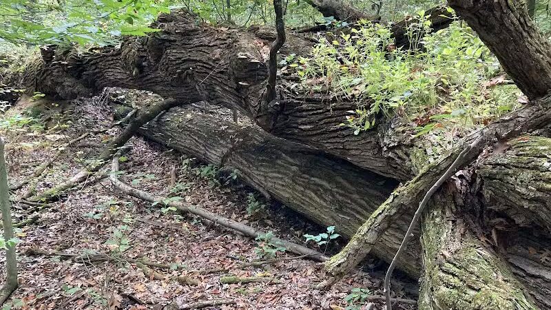 Lake Park Wildlife Area - Alliance, OH