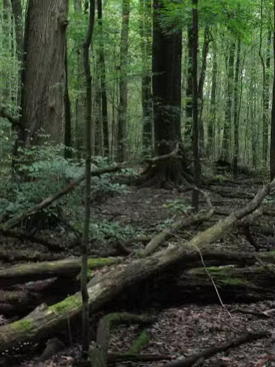 Lake Park Wildlife Area - Alliance, OH