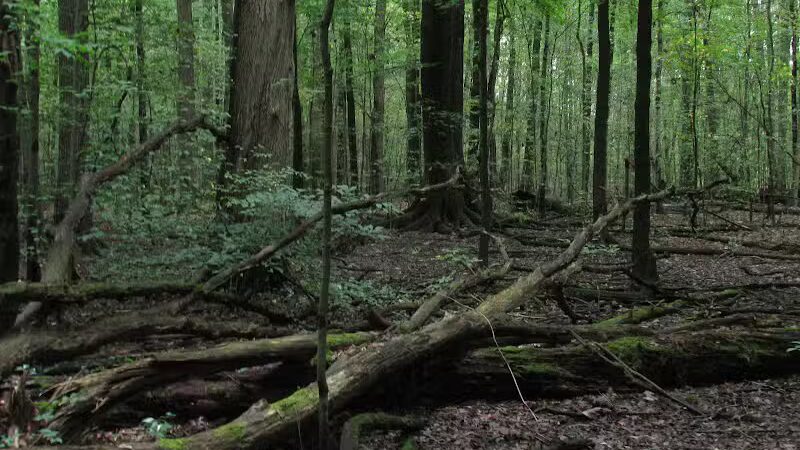 Lake Park Wildlife Area - Alliance, OH