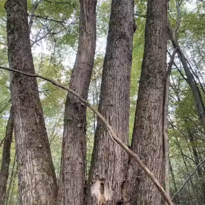 Lake Park Wildlife Area - Alliance, OH