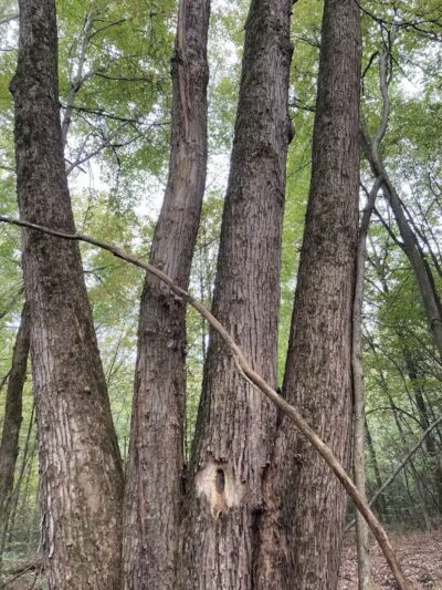 Lake Park Wildlife Area - Alliance, OH