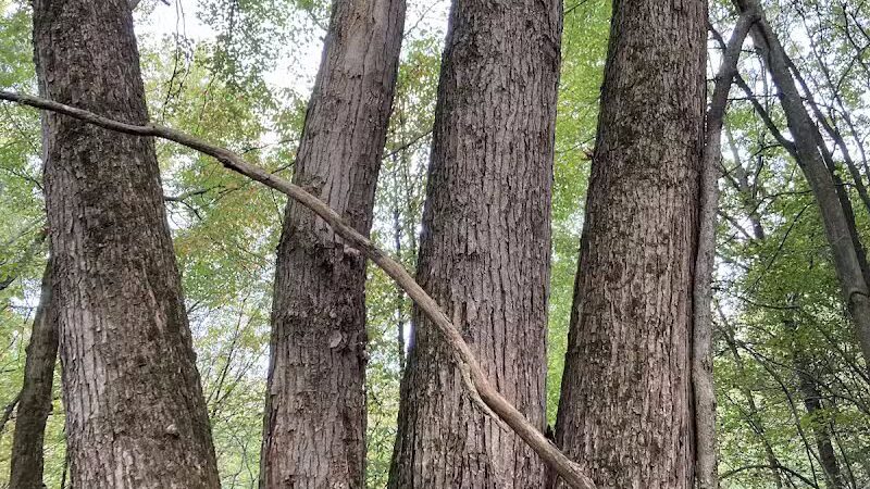 Lake Park Wildlife Area - Alliance, OH