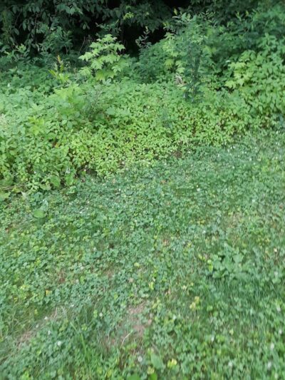 Spencer Shank Memorial Park Dog Park - Amelia, OH