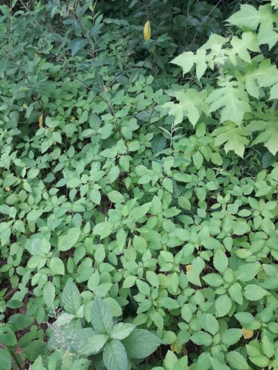 Spencer Shank Memorial Park Dog Park - Amelia, OH