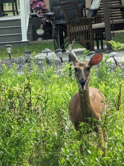 Beaver Creek Trail End - Amherst, OH