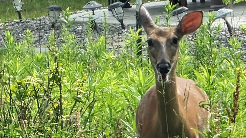 Beaver Creek Trail End - Amherst, OH