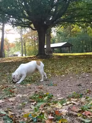 Maude Neiding Memorial Park - Amherst, OH