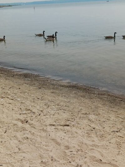 Andover Beach - Pymatuning State Park - Ohio - Andover, OH