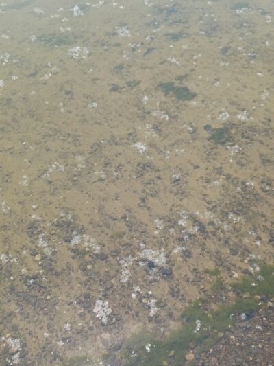 Andover Beach - Pymatuning State Park - Ohio - Andover, OH