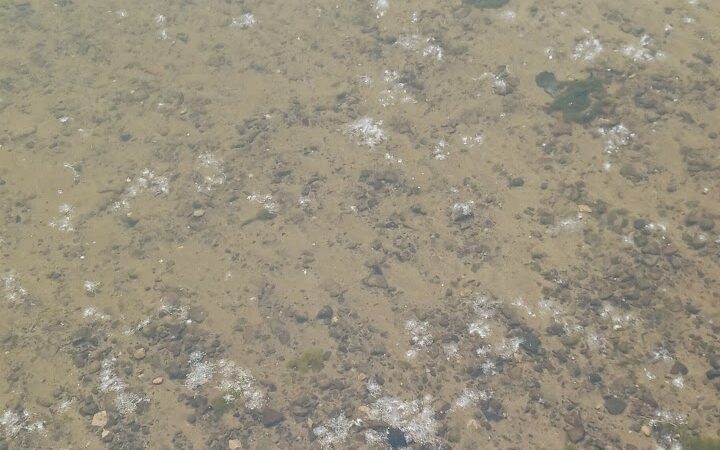 Andover Beach - Pymatuning State Park - Ohio - Andover, OH