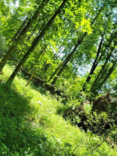 Beaver Dam Trail - Pymatuning State Park - Ohio - Andover, OH
