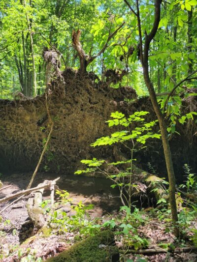 Beaver Dam Trail - Pymatuning State Park - Ohio - Andover, OH