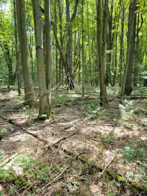 Beaver Dam Trail - Pymatuning State Park - Ohio - Andover, OH