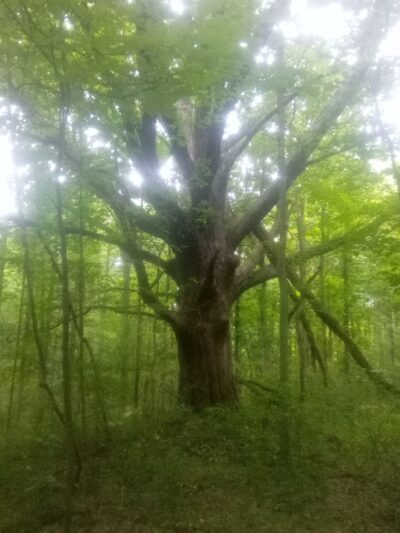 Beaver Dam Trail - Pymatuning State Park - Ohio - Andover, OH