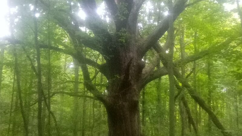 Beaver Dam Trail - Pymatuning State Park - Ohio - Andover, OH
