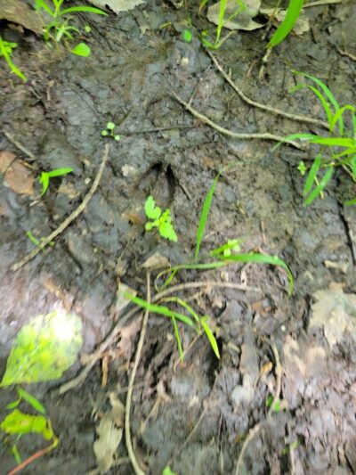 Beaver Dam Trail - Pymatuning State Park - Ohio - Andover, OH