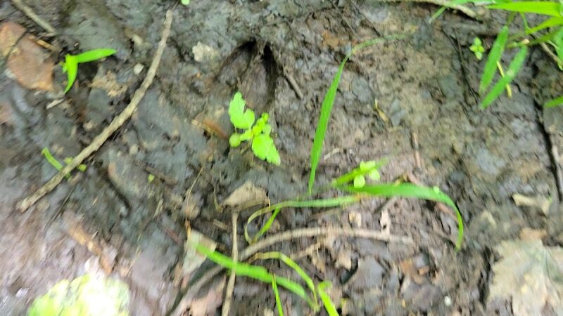 Beaver Dam Trail - Pymatuning State Park - Ohio - Andover, OH