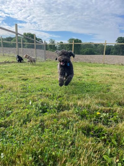 Pymatuning Paws - Andover, OH