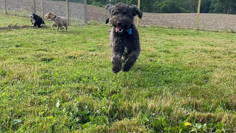 Pymatuning Paws - Andover, OH