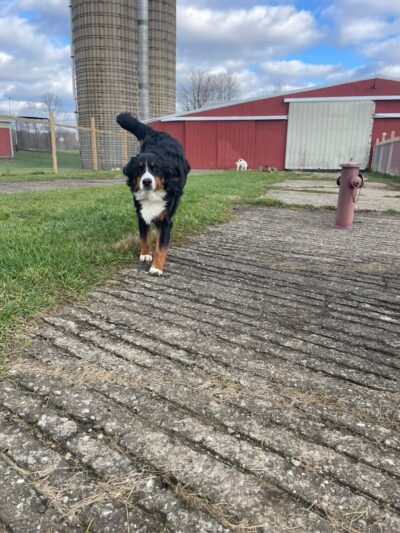 Pymatuning Paws - Andover, OH