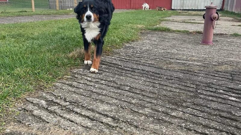 Pymatuning Paws - Andover, OH