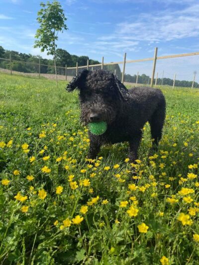 Pymatuning Paws - Andover, OH