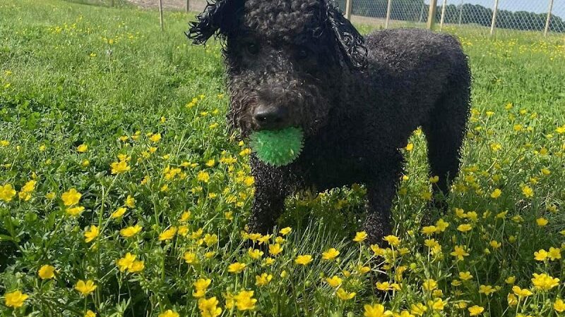 Pymatuning Paws - Andover, OH