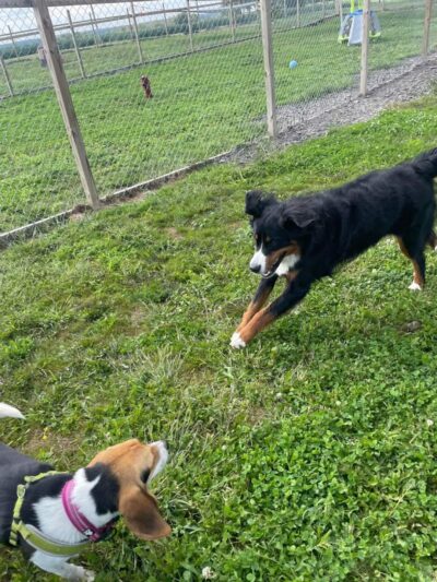 Pymatuning Paws - Andover, OH