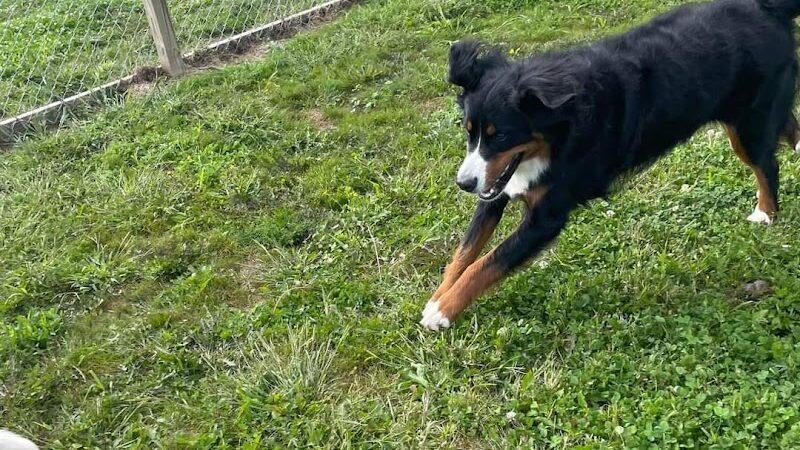 Pymatuning Paws - Andover, OH