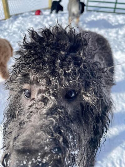 Pymatuning Paws - Andover, OH