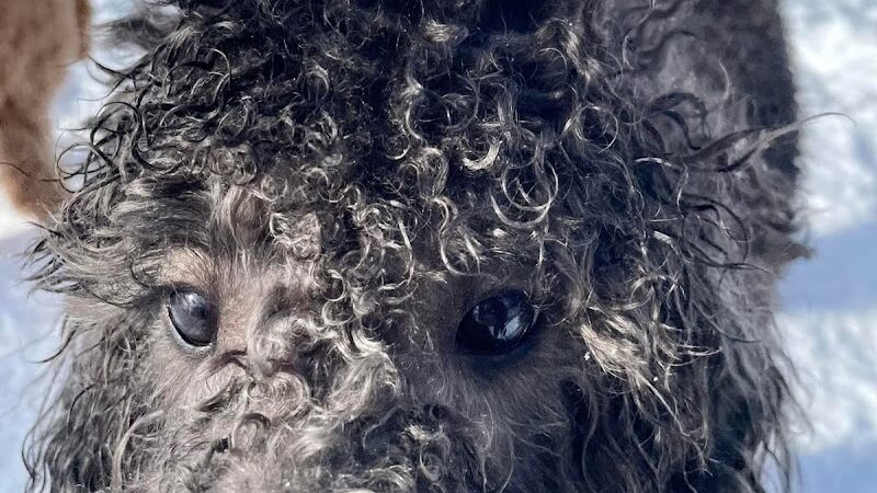 Pymatuning Paws - Andover, OH