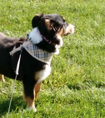 Anna City Park - Anna, OH